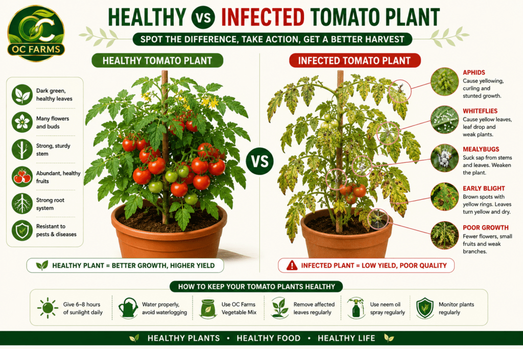 Healthy vs infected tomato plant comparison — identify tomato plant problems and treat with OC Farms organic products