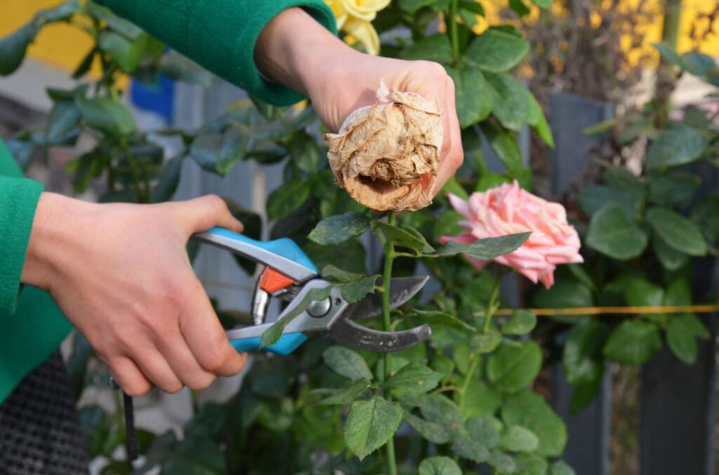 pruning plants in summer