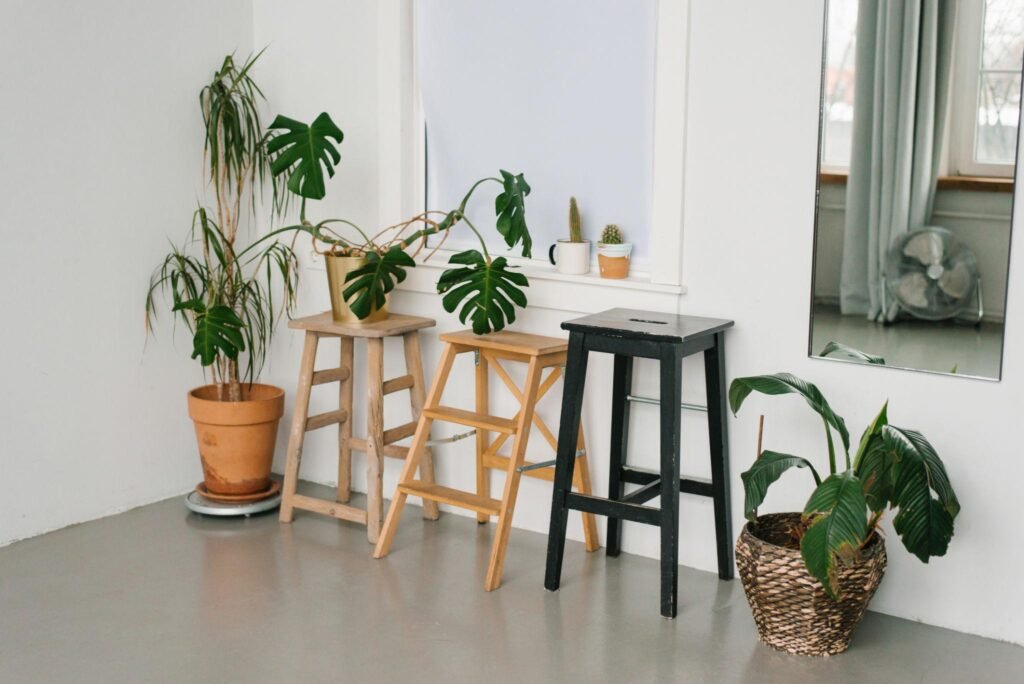  Care for Indoor Plants