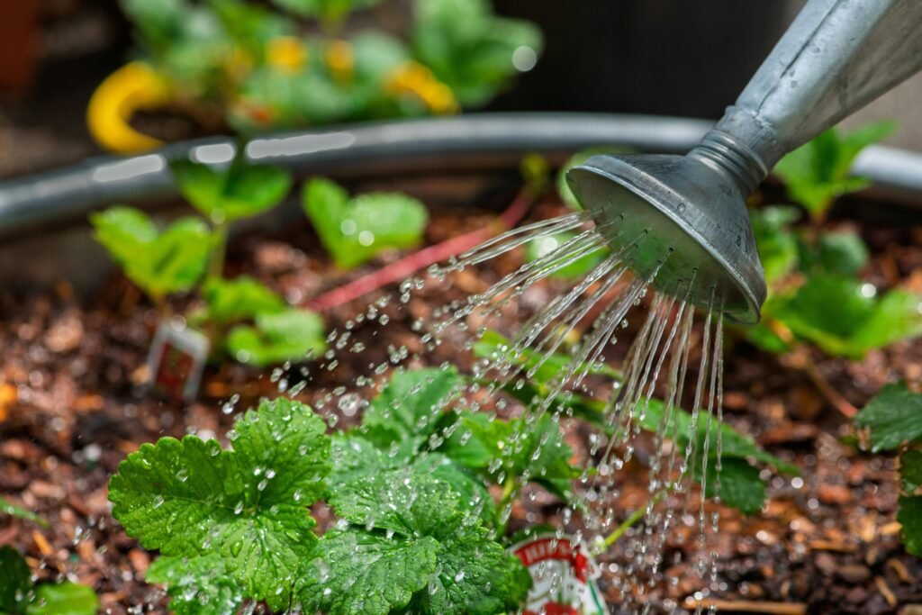 watering plants in summer morning