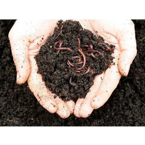 vermicompost  for plants
