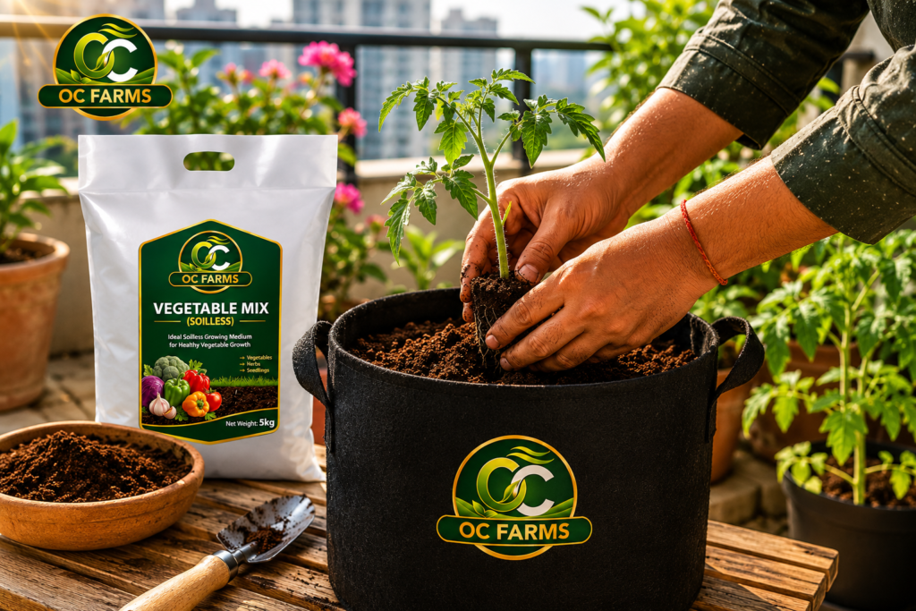 Transplanting tomato seedling into OC Farms branded grow bag filled with Vegetable Mix soilless potting mix