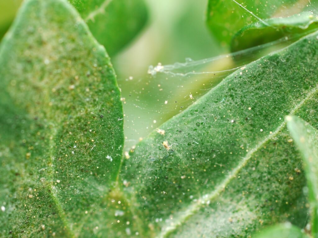 pest control for plants neem oil spray