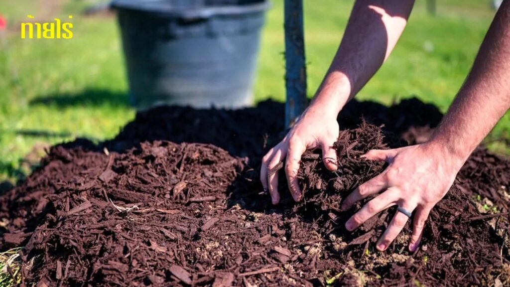 mulching plants to retain moisture