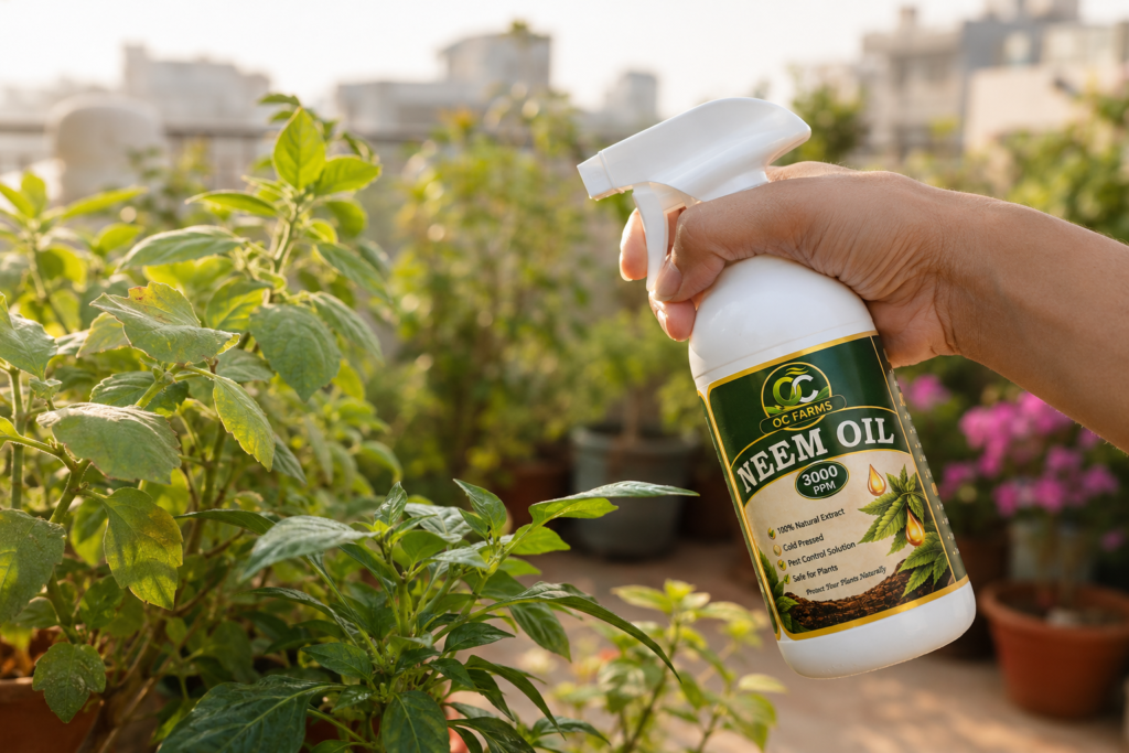 neem oil spray bottle being used on terrace garden plants in India