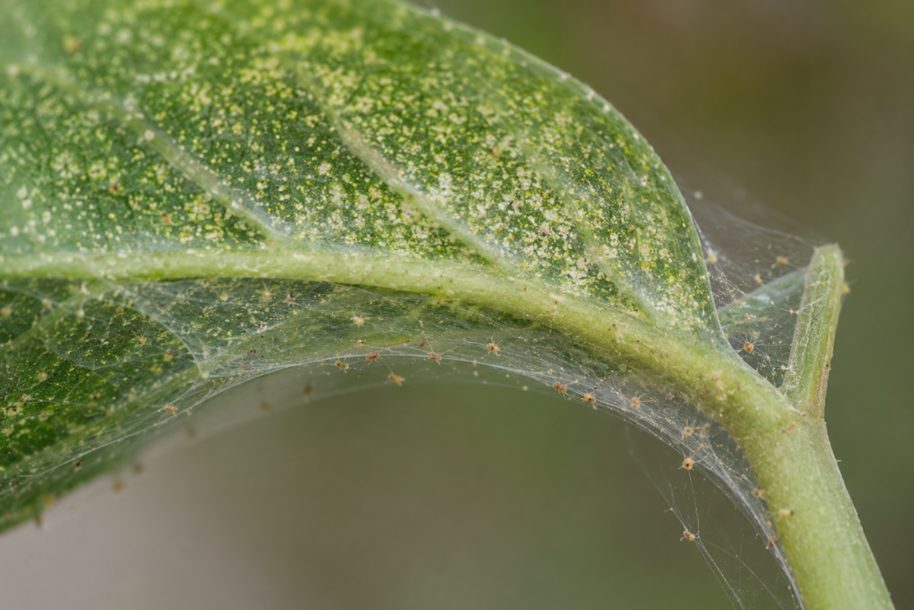 Close-up of a plant leaf with spider mite damage showing yellow stippling and fine webbing on the leaf surface