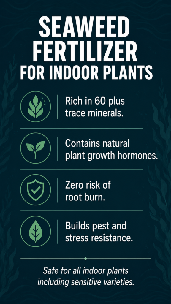 Educational infographic listing four key benefits of seaweed fertilizer for indoor plants including trace minerals and natural growth hormones