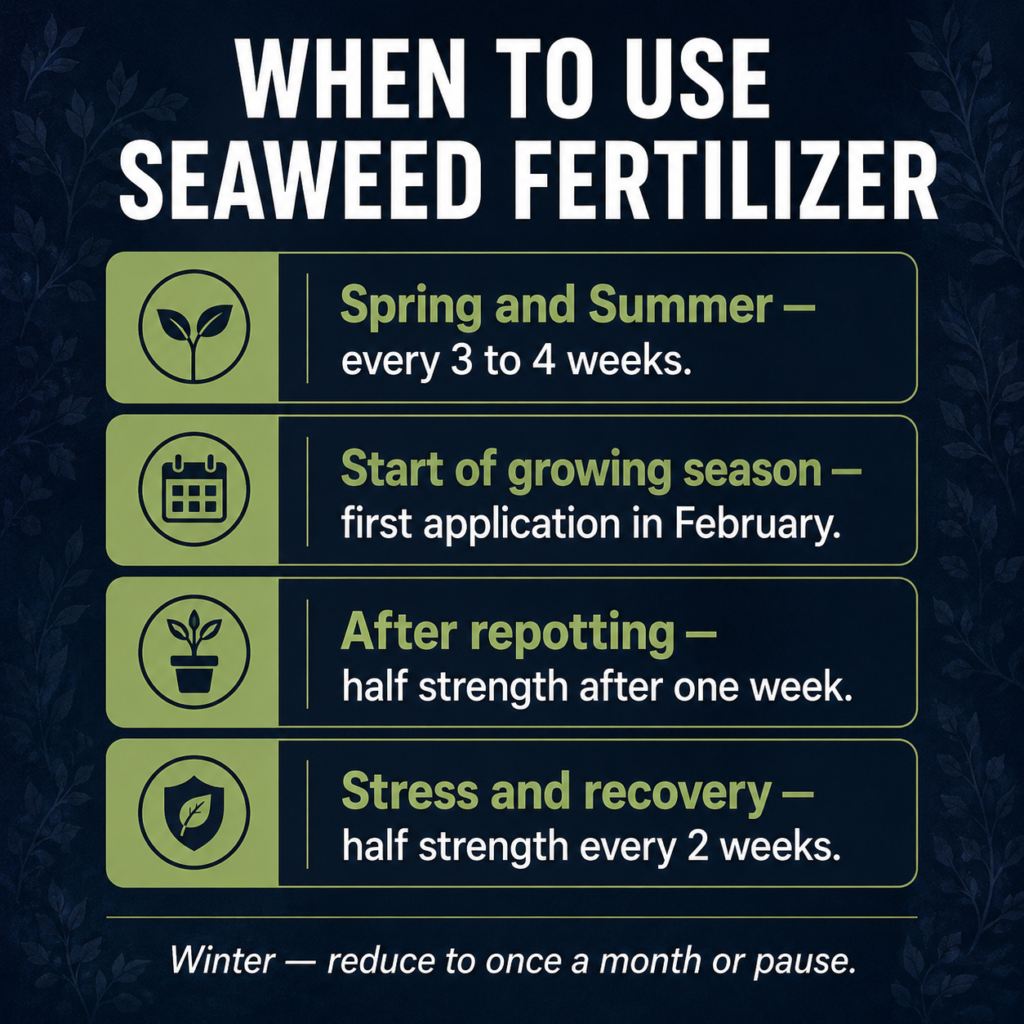Infographic showing four key timing windows for applying seaweed fertilizer to indoor plants across different seasons and situations